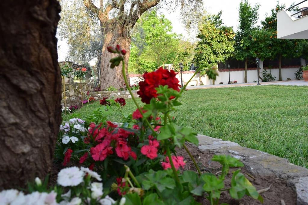 Tsafas Αpartments Limenas (Thasos) Exterior foto